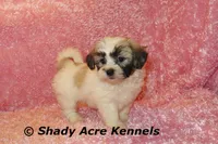Mae, a female Shichon for sale in Macon, GA – 7 of 10