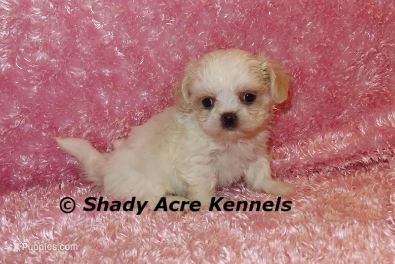 Dianna – Mal Shi puppy for sale in Macon, GA