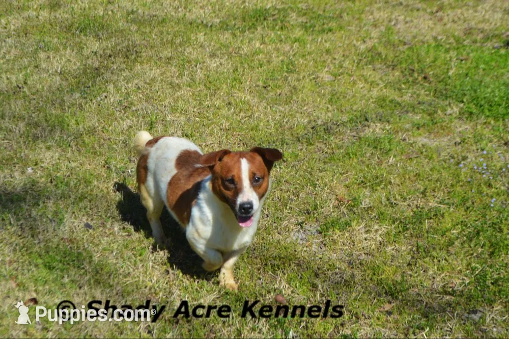 Smooth Short Chetan-Parent pics too, a male Jack Russell Terrier for sale in Macon, GA – 10 of 10