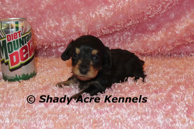 Long coat Lola – Miniature Dachshund puppy for sale in Macon, GA
