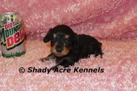 Long coat Lola, a female Miniature Dachshund for sale in Macon, GA – 1 of 7