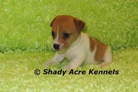 Gilmore, a male Jack Russell Terrier for sale in Macon, GA – 6 of 8