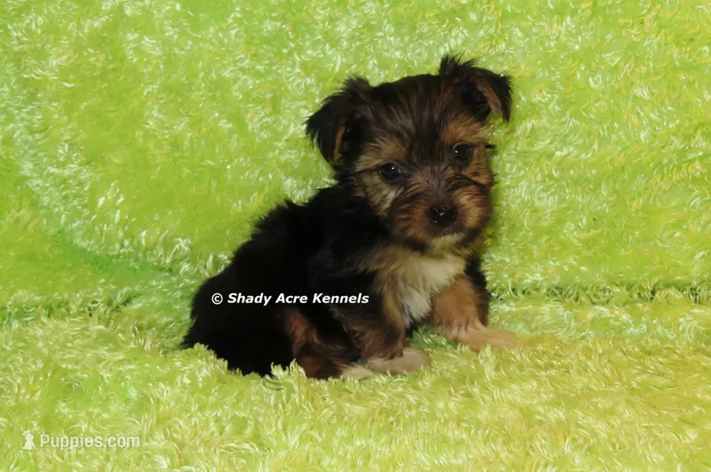 Buckaroo-AKC registration available – Yorkshire Terrier puppy for sale in Macon, GA