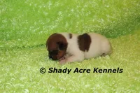 Smooth Shorty Chetan, a male Jack Russell Terrier for sale in Macon, GA – 3 of 5