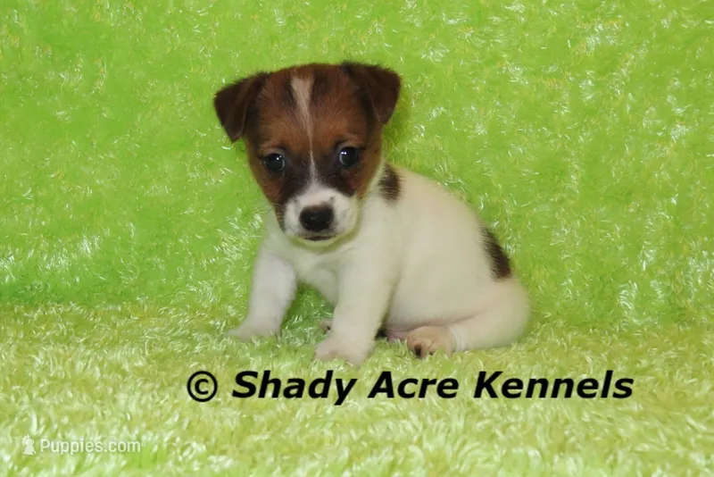 Nam – Jack Russell Terrier puppy for sale in Macon, GA