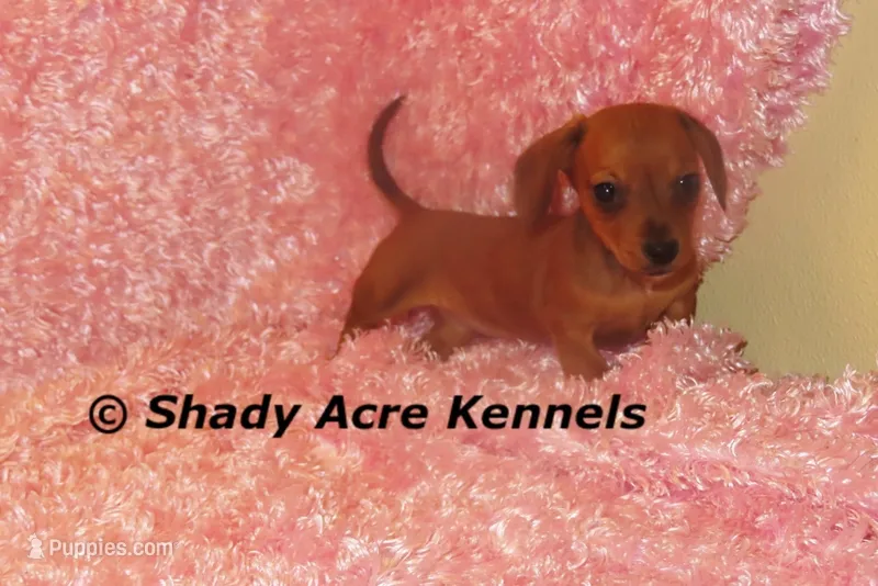 Bustine – Miniature Dachshund puppy for sale in Macon, GA
