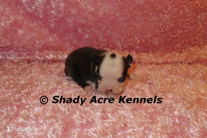 Duchess with Haggerty Spot – Boston Terrier puppy for sale in Macon, GA