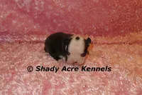 Duchess with Haggerty Spot, a female Boston Terrier for sale in Macon, GA – 1 of 6
