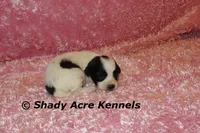 Madam, a female Shichon for sale in Macon, GA – 5 of 7
