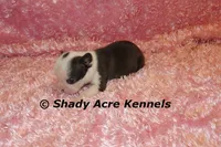 Duchess with Haggerty Spot, a female Boston Terrier for sale in Macon, GA – 2 of 6