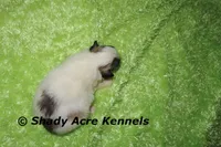 McCavity, a male Shichon for sale in Macon, GA – 5 of 8