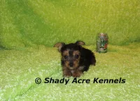 SeaBreeze--AKC reg available, a male Yorkshire Terrier for sale in Macon, GA – 6 of 8
