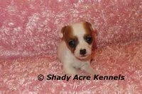 Anagi, a female Jack Russell Terrier for sale in Macon, GA – 4 of 9