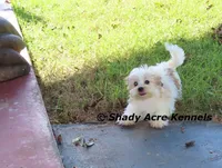Girrett--Parent pics too, a male Mal Shi for sale in Macon, GA – 3 of 10