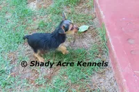 Frederick , a male Yorkshire Terrier for sale in Macon, GA – 6 of 9