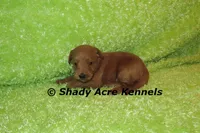 F1b MINI Laroy--average weight 30lbs, a male Miniature Goldendoodle for sale in Macon, GA – 5 of 6