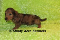Long Coat Dapple Yamaha, a male Miniature Dachshund for sale in Macon, GA – 6 of 10