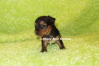 Blockjack-both parents are <5 lbs., a male Yorkshire Terrier for sale in Macon, GA – 5 of 7