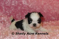 Pimela, a female Shih Tzu for sale in Macon, GA – 8 of 8