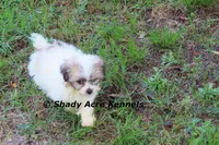 McCavity, a male Shichon for sale in Macon, GA – 4 of 9