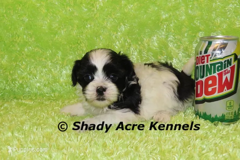 Recreation-Ready4-3 – Shihpoo puppy for sale in Macon, GA