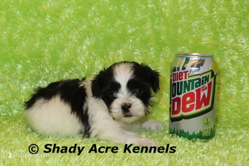 Recreation-Ready4-3 – Shihpoo puppy for sale in Macon, GA