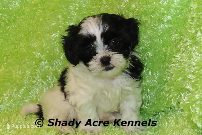 Recreation-Ready4-3 – Shihpoo puppy for sale in Macon, GA