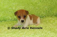 Gilmore, a male Jack Russell Terrier for sale in Macon, GA – 3 of 8
