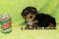 Buckaroo-AKC registration available, a male Yorkshire Terrier for sale in Macon, GA – Photo 5 of 9