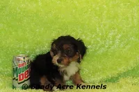 Buckaroo-AKC registration available, a male Yorkshire Terrier for sale in Macon, GA – Photo 9 of 9