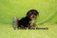 Buckaroo-AKC registration available, a male Yorkshire Terrier for sale in Macon, GA – Photo 1 of 9