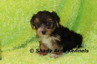 Buckaroo-AKC registration available, a male Yorkshire Terrier for sale in Macon, GA – Photo 8 of 9
