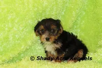 Buckaroo-AKC registration available, a male Yorkshire Terrier for sale in Macon, GA – Photo 3 of 9