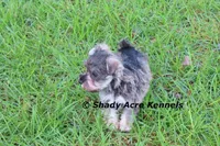 Esdras--smaller than average, a male Miniature Schnauzer for sale in Macon, GA – 7 of 10