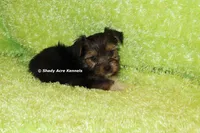 AKC Buckaroo, a male Yorkshire Terrier for sale in Macon, GA – 3 of 8