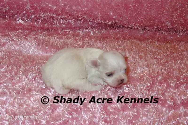 Disco – Mal Shi puppy for sale in Macon, GA