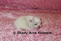Disco, a female Mal Shi for sale in Macon, GA – 1 of 9