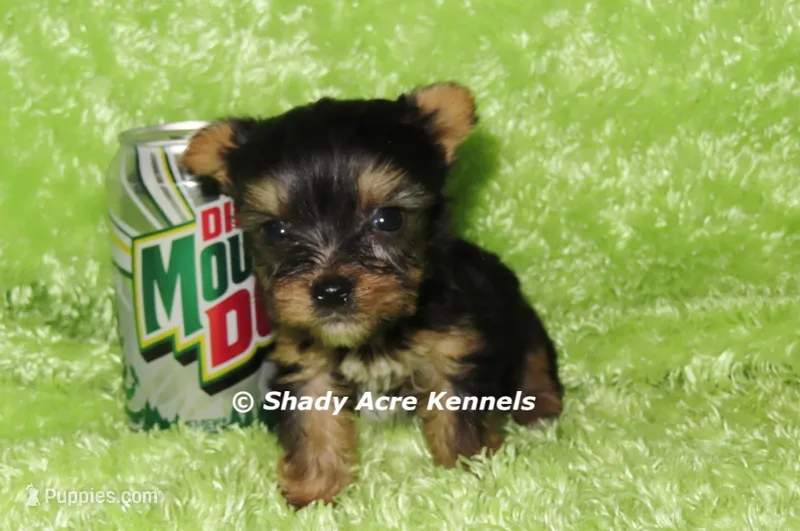 AKC Celantro--average <4lb--Parent pics listed – Yorkshire Terrier puppy for sale in Macon, GA