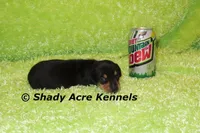Putter-Ready 3-27, a male Miniature Dachshund for sale in Macon, GA – Photo 10 of 10