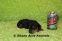 Putter-Ready 3-27, a male Miniature Dachshund for sale in Macon, GA – Photo 3 of 10
