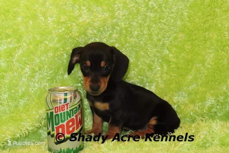 Putter-Ready 3-27 – Miniature Dachshund puppy for sale in Macon, GA
