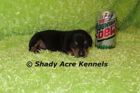 Putter-Ready 3-27, a male Miniature Dachshund for sale in Macon, GA – Photo 1 of 10