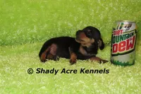 Putter-Ready 3-27, a male Miniature Dachshund for sale in Macon, GA – Photo 5 of 10