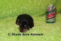 Putter-Ready 3-27, a male Miniature Dachshund for sale in Macon, GA – Photo 8 of 10