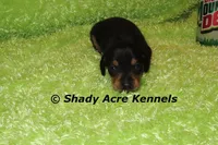 Putter-Ready 3-27, a male Miniature Dachshund for sale in Macon, GA – Photo 7 of 10
