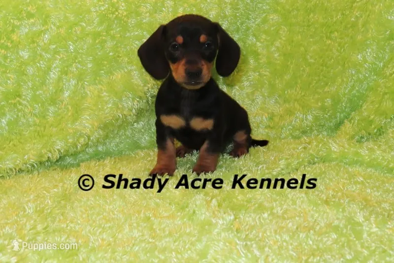 Putter-Ready 3-27 – Miniature Dachshund puppy for sale in Macon, GA
