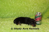 Putter-Ready 3-27, a male Miniature Dachshund for sale in Macon, GA – Photo 6 of 10