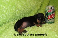 Putter-Ready 3-27, a male Miniature Dachshund for sale in Macon, GA – Photo 2 of 10