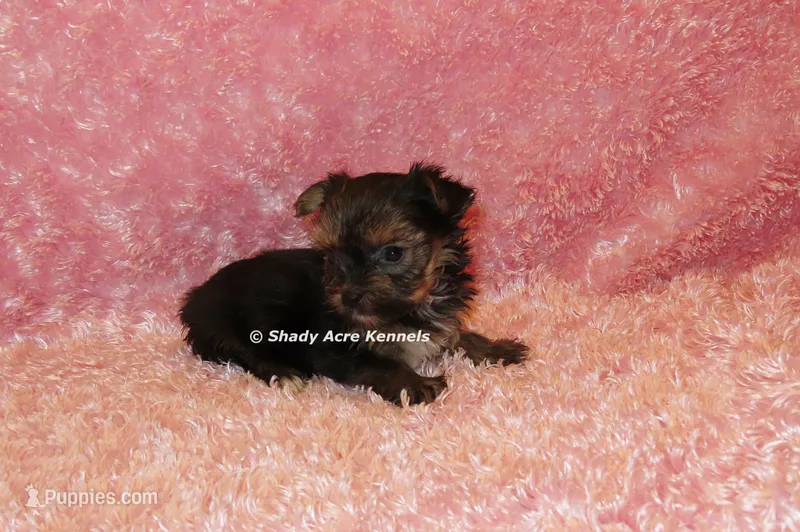 AKC Bugundy – Yorkshire Terrier puppy for sale in Macon, GA