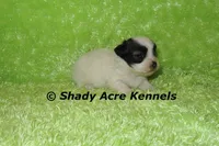 Gineral, a male Mal Shi for sale in Macon, GA – 3 of 8